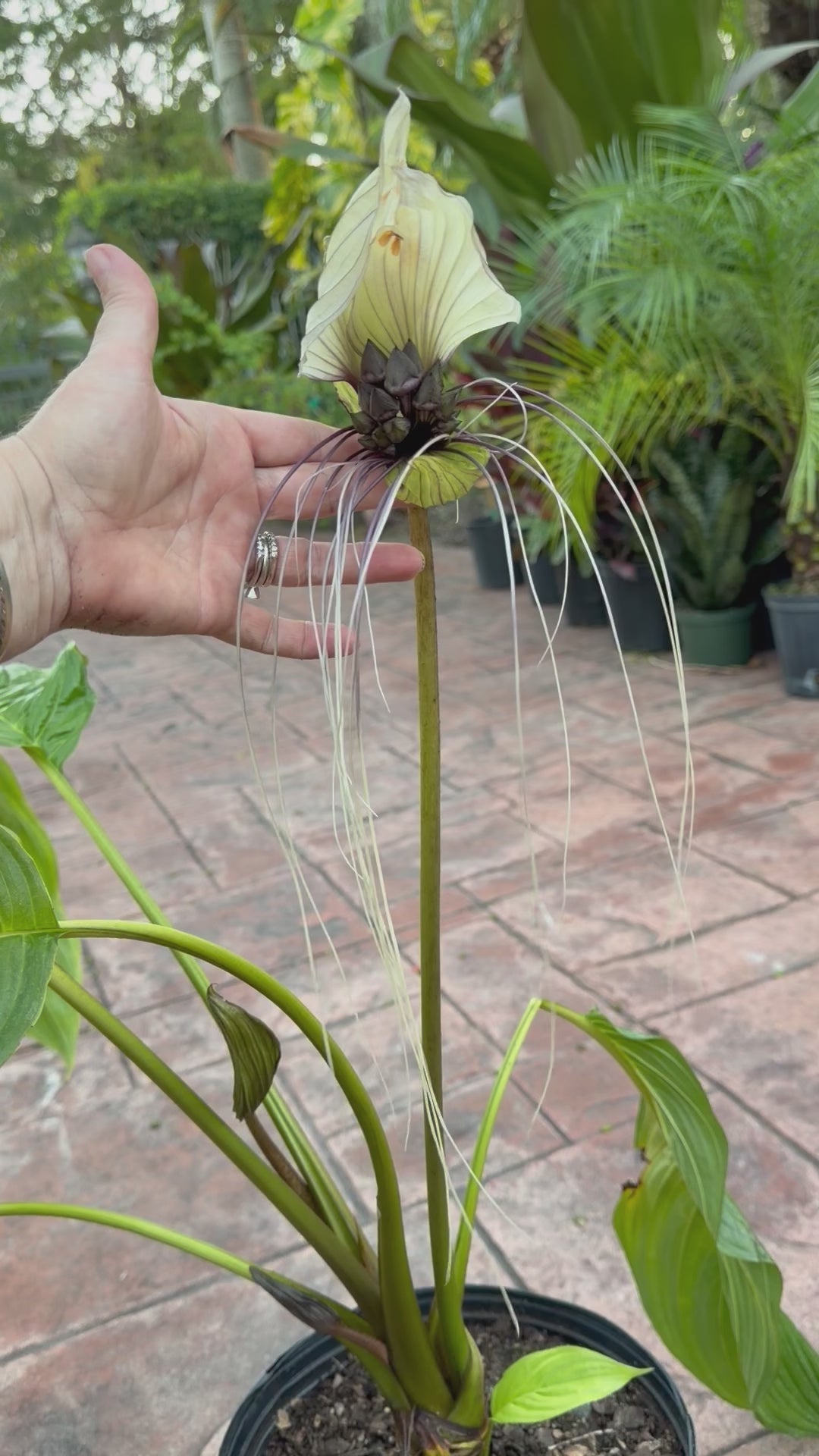 White Tacca Bat plant, 10” pot. Tacca chantieri - Will ship with a bud.