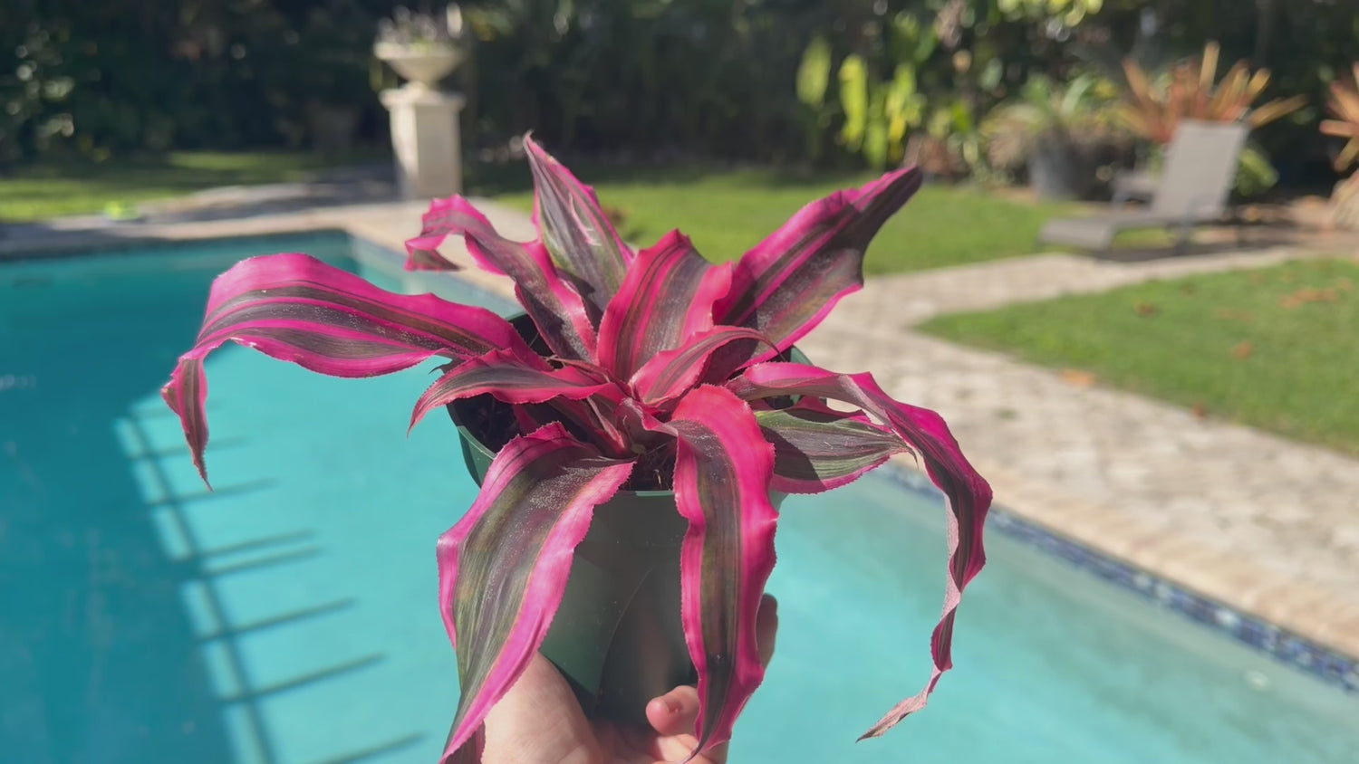 Cryptanthus Red Baron, 5” pot