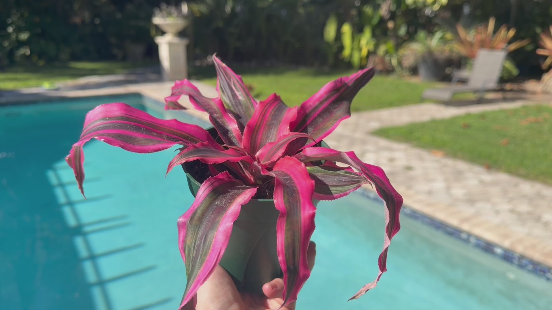 Cryptanthus Red Baron, 5” pot