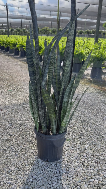 Sansevieria Wintergreen, 10” pot - Ships GROUND