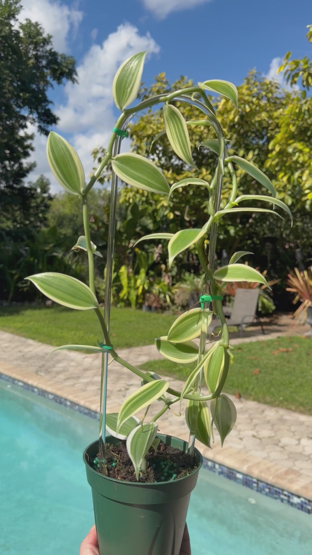 Albo-Variegated Vanilla, 4” pot Clear hoop