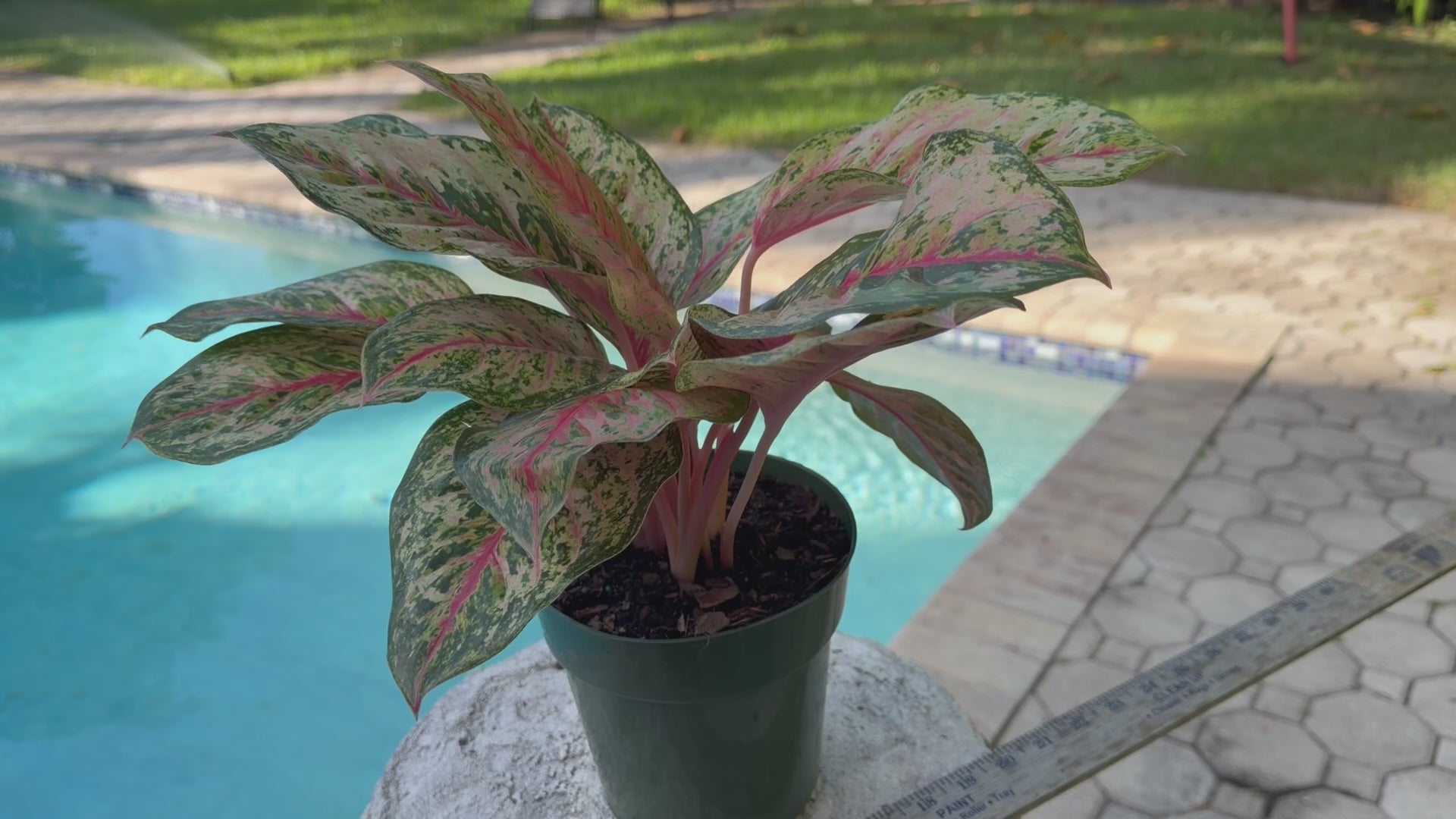 Aglaonema Crosbys Christmas, 6” pot