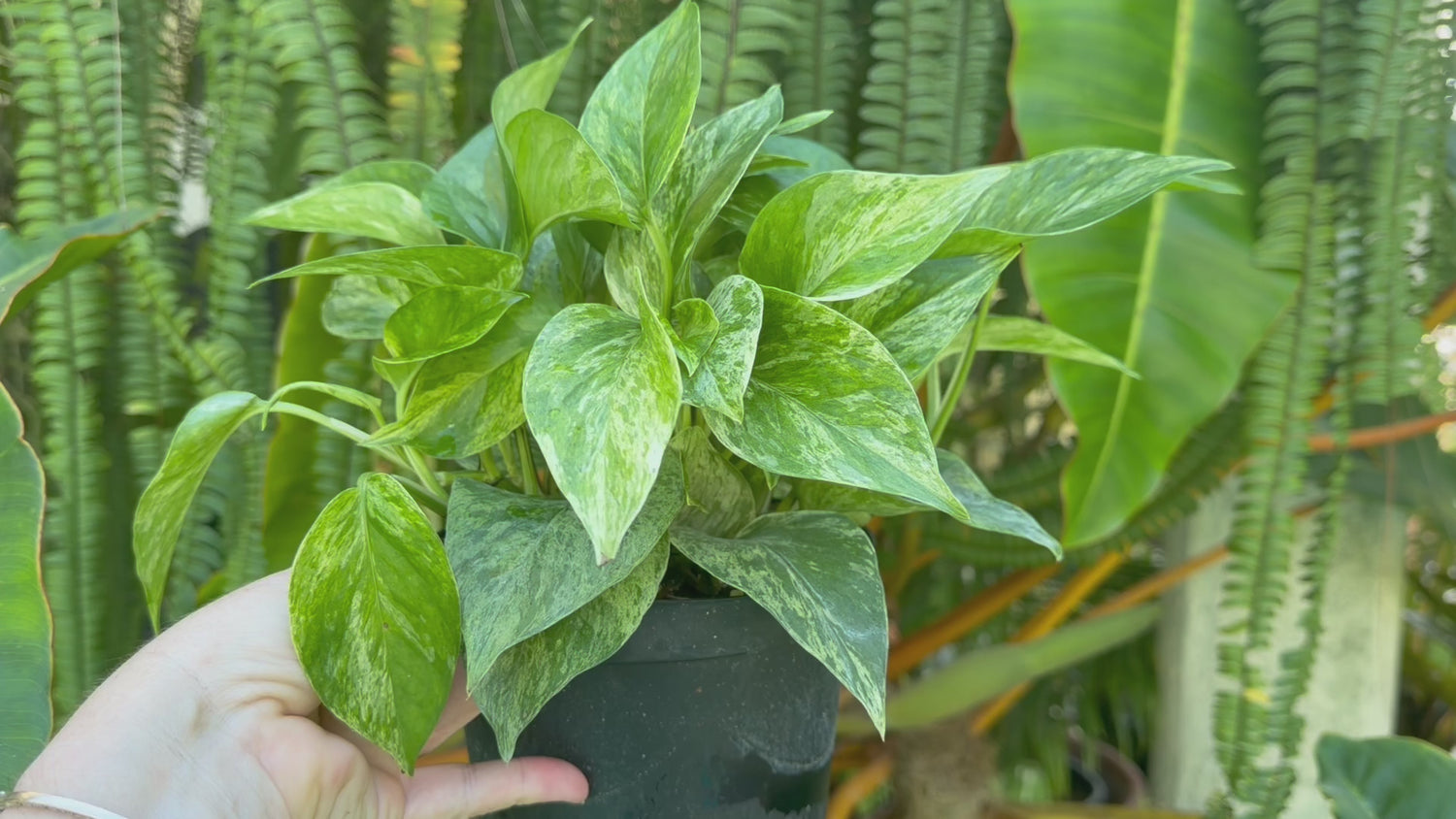 Marble Queen photos, 6” pot