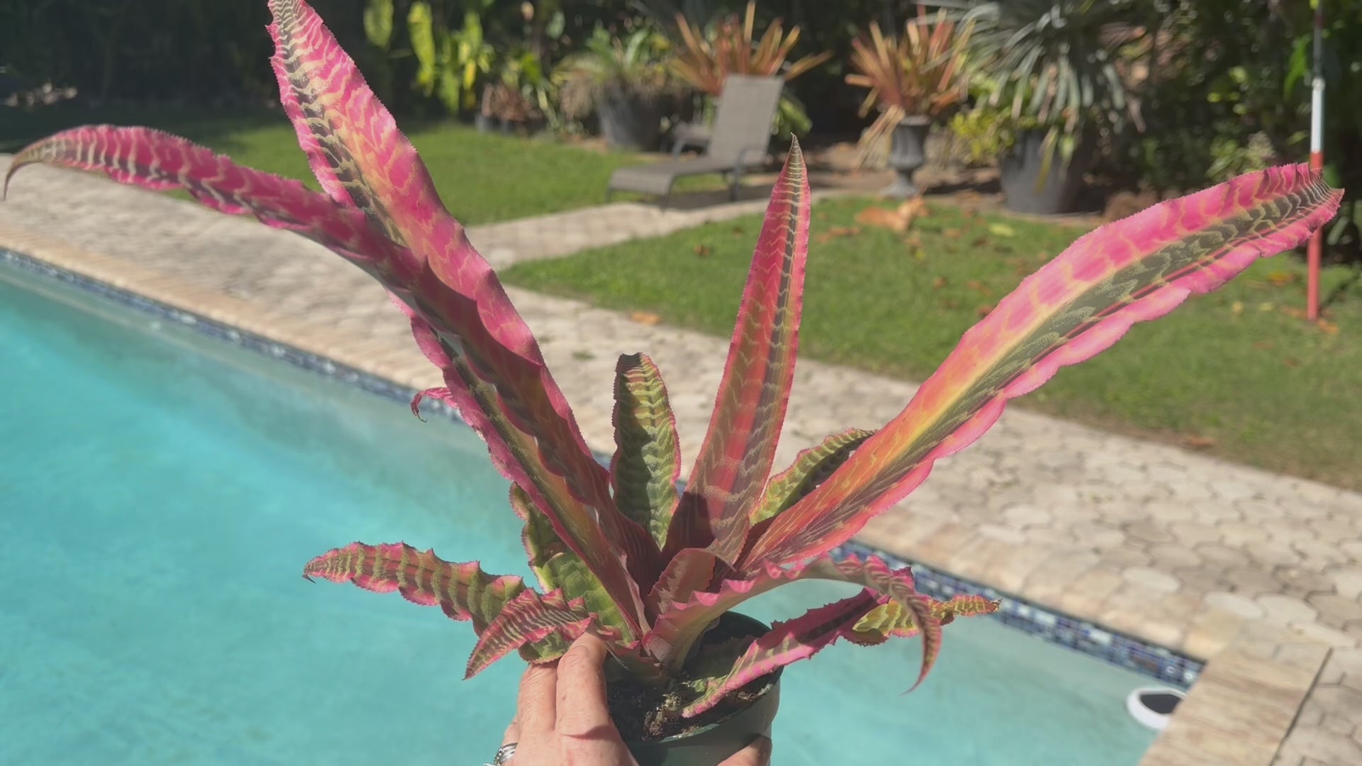 Cryptanthus Elaine, 5” pot