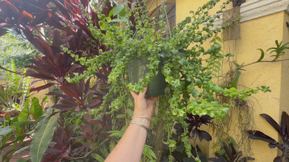 Aeschynanthus Rasta, Lipstick plant, 8” basket - Large