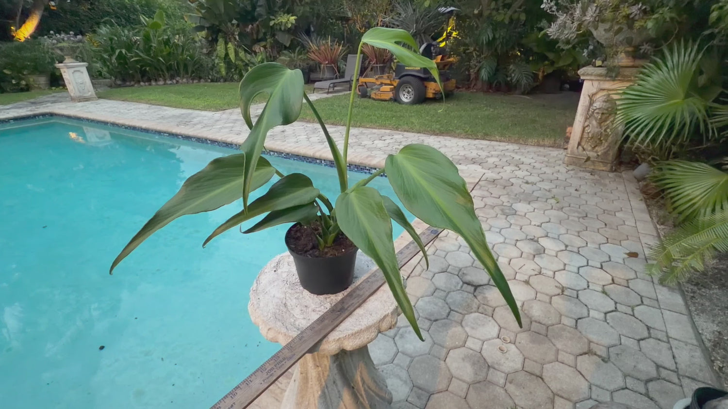 Monstera Burle Marx Flame, 6” pot