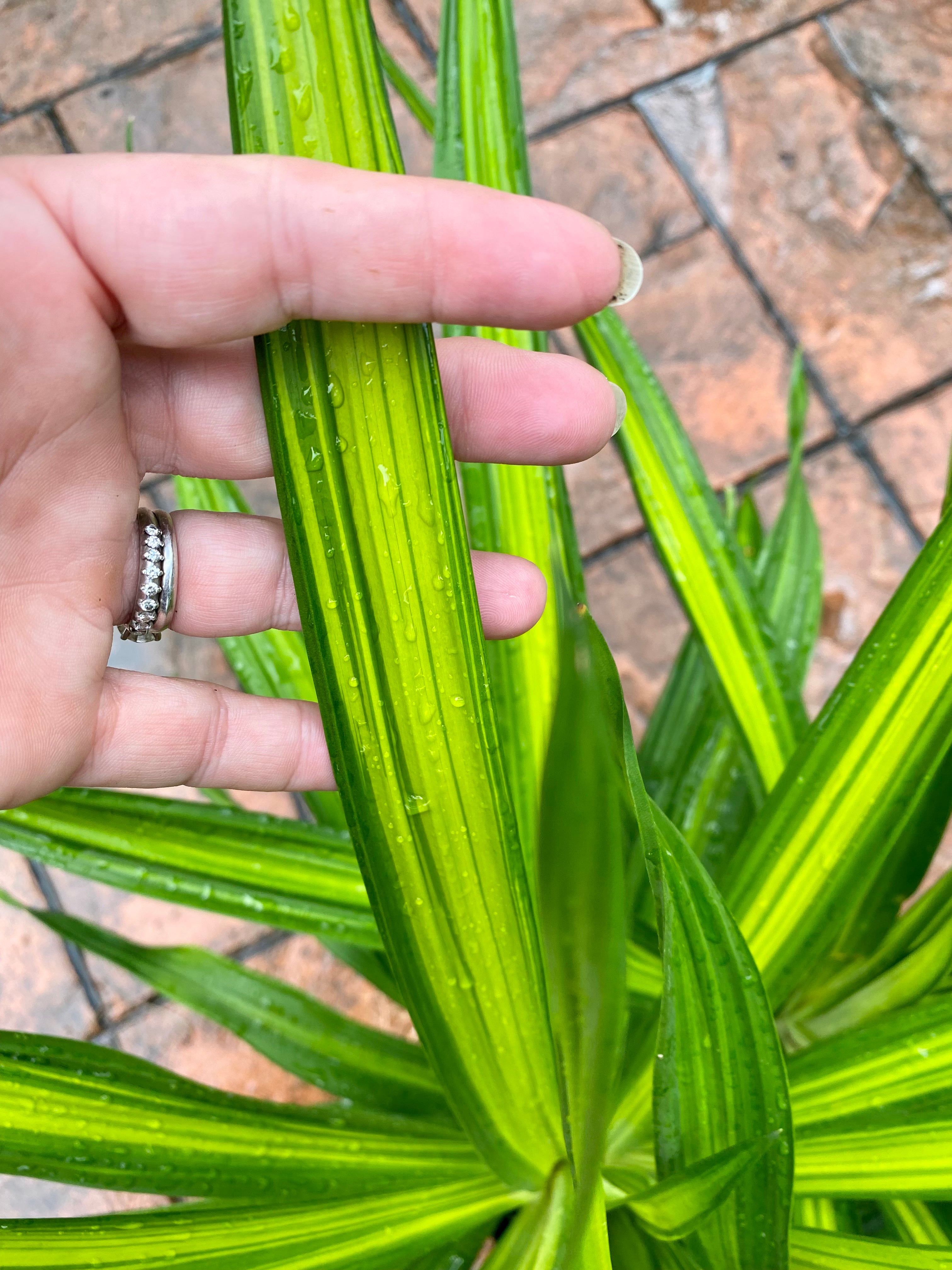 Dracaena Rikki, 10”/3G pot