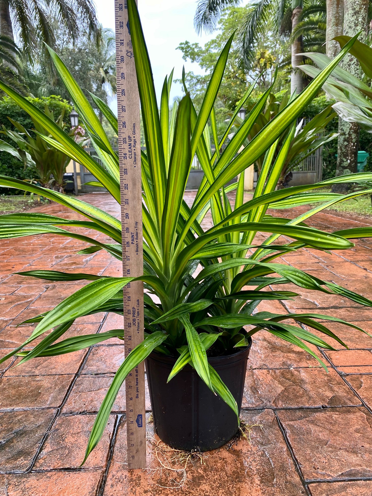 Dracaena Rikki, 10”/3G pot
