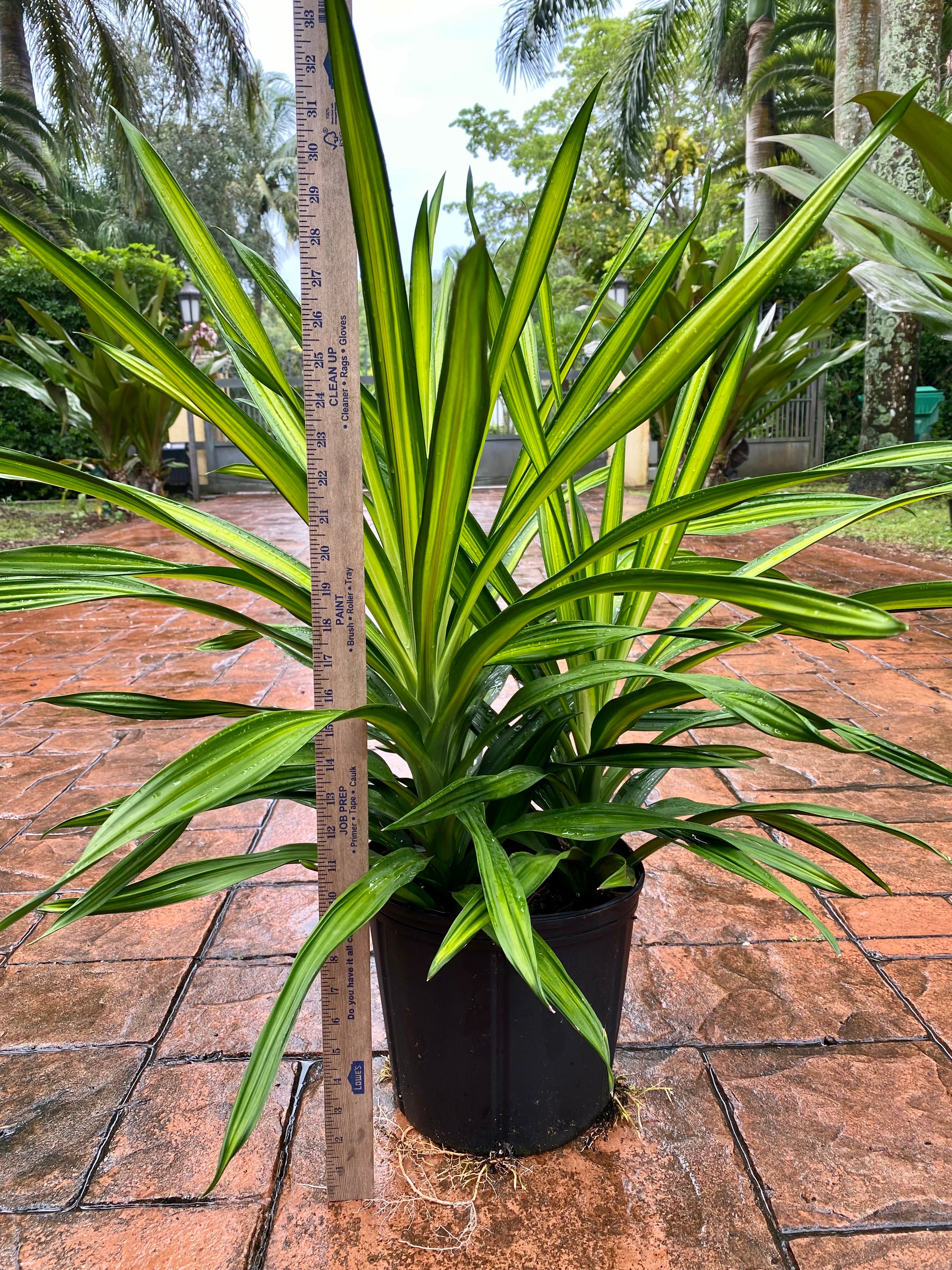 Dracaena Rikki, 10”/3G pot