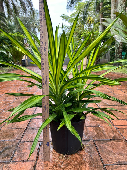 Dracaena Rikki, 10”/3G pot