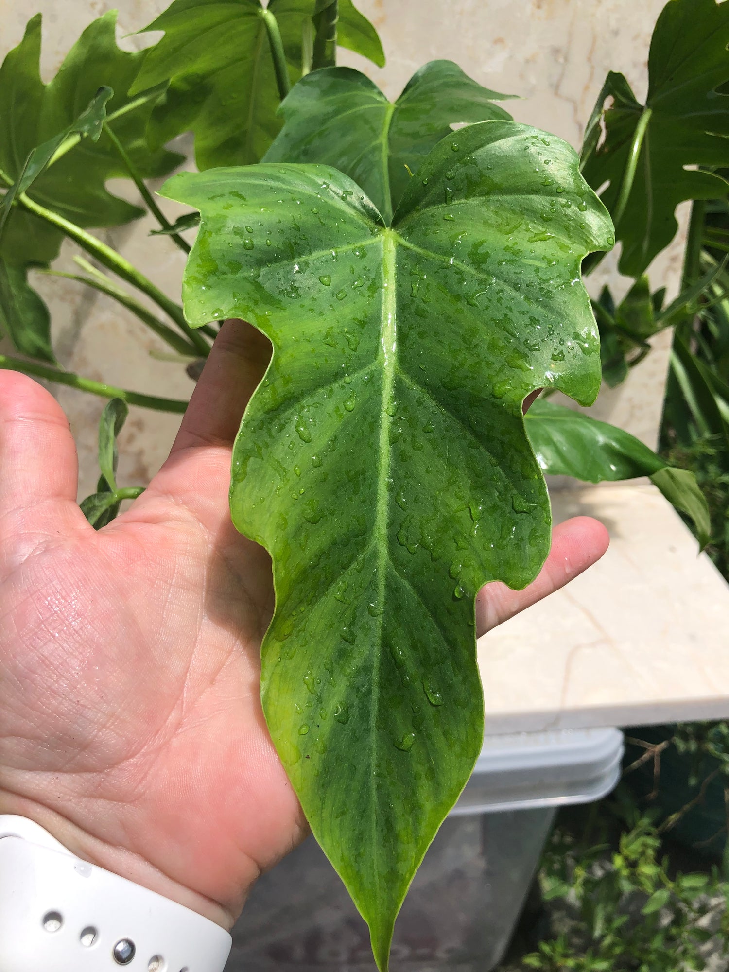 radiatum philodendron Philodendron Radiatum – Green Millennium