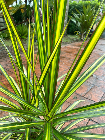 Dracaena Kiwi, 10”/3G pot