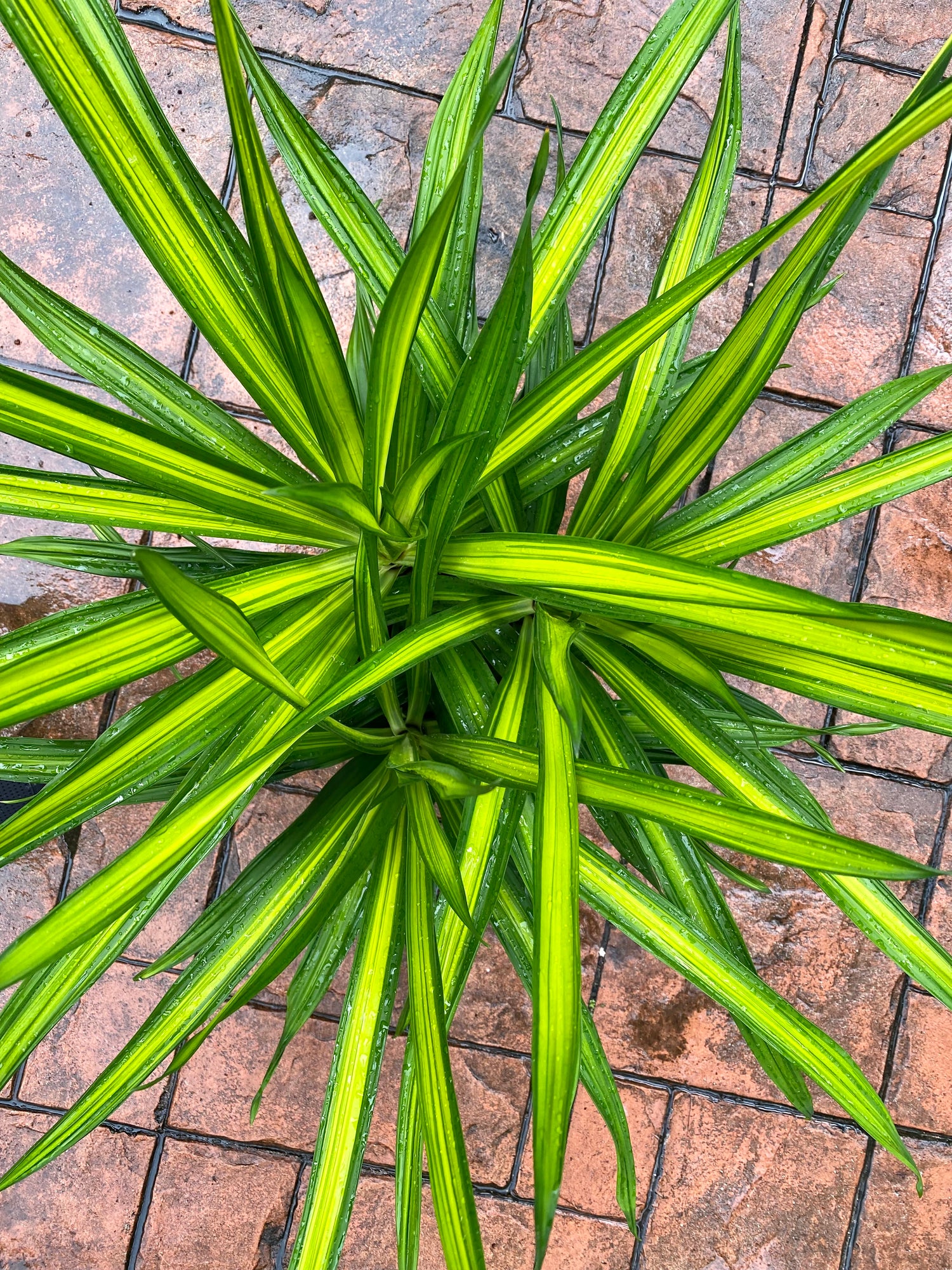 dracaena rikki tips Dracaena Rikki, 10”/3G pot – Green Millennium