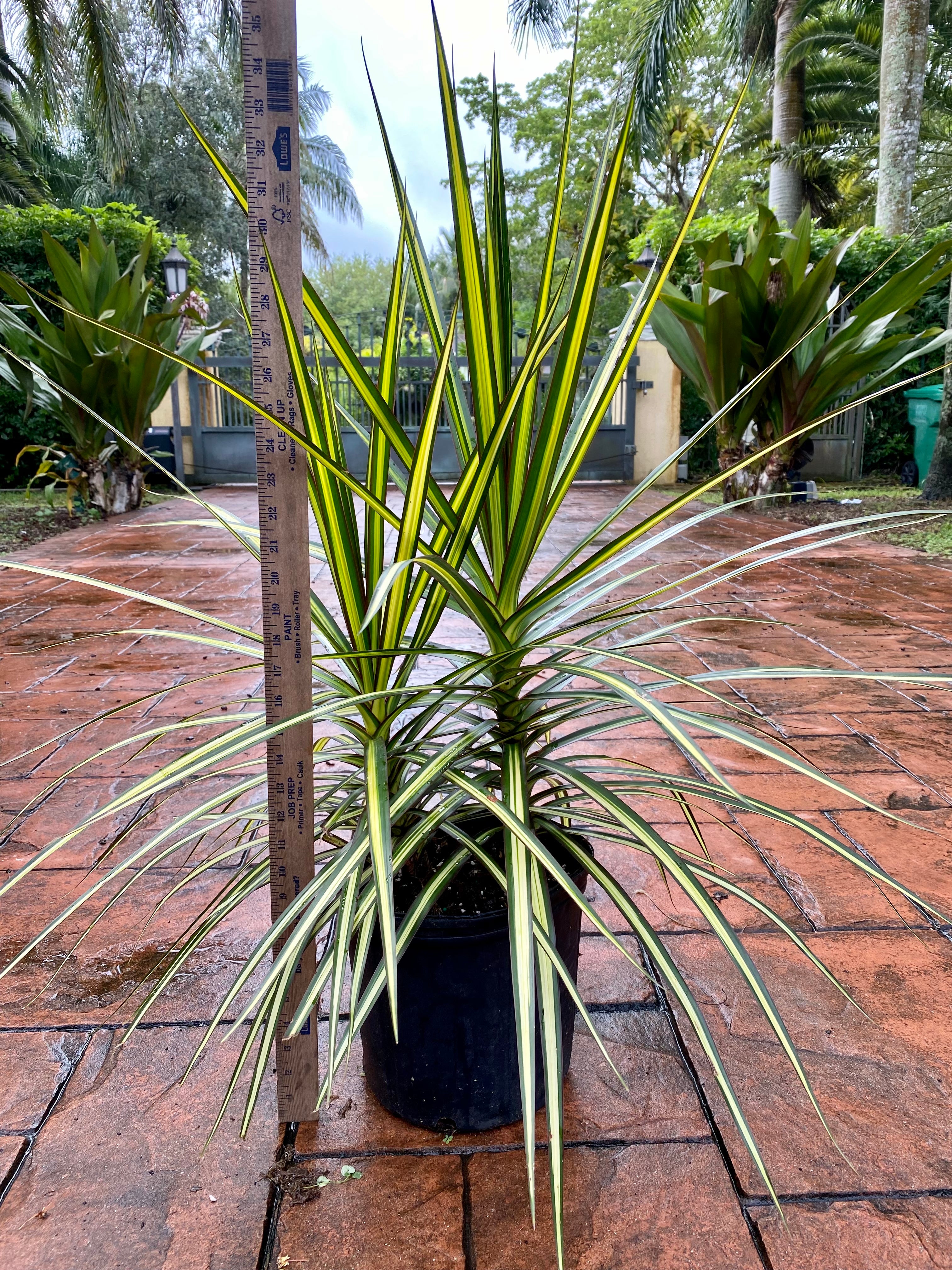Dracaena Kiwi, 10”/3G pot