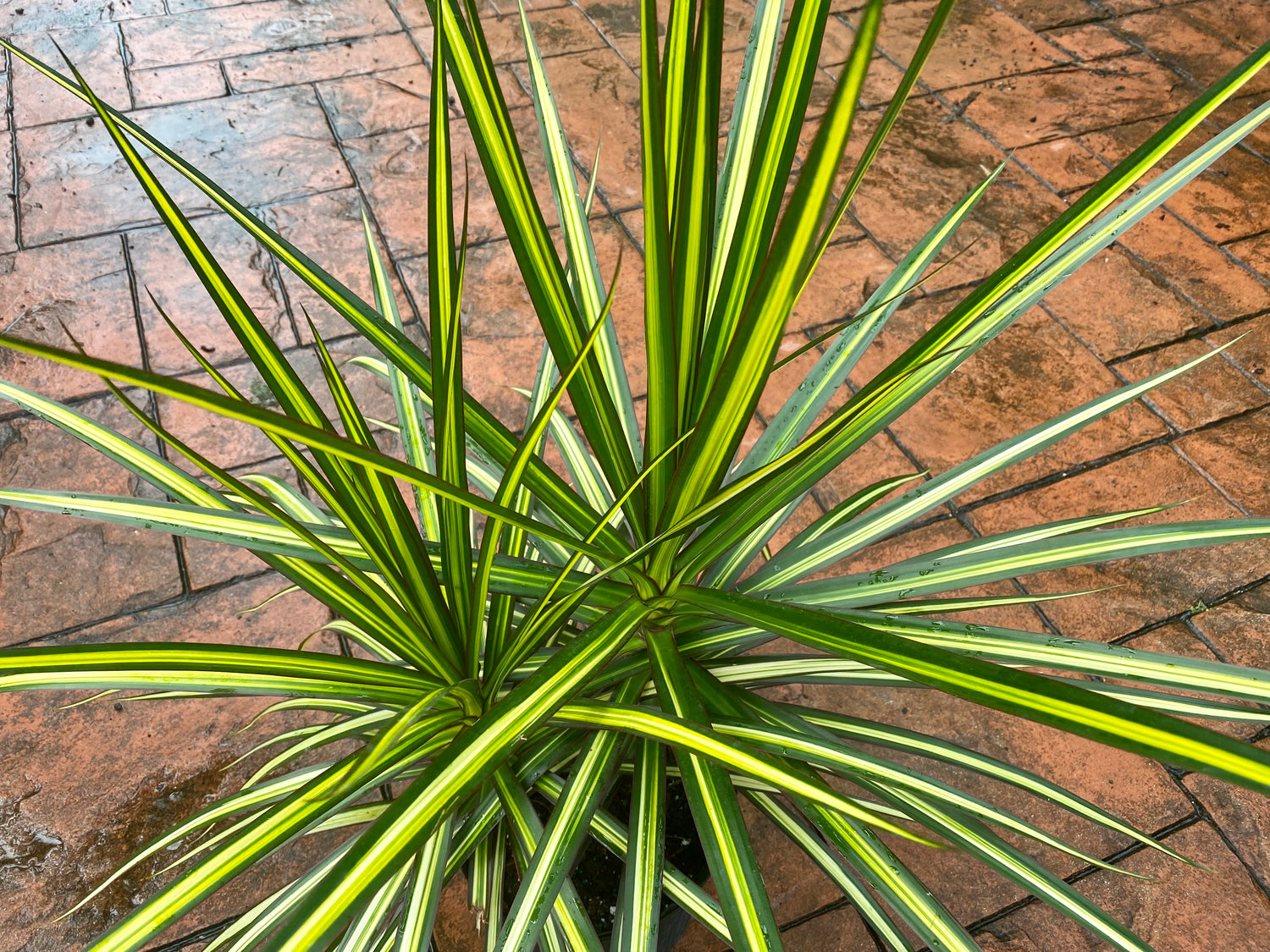 Dracaena Kiwi, 10”/3G pot