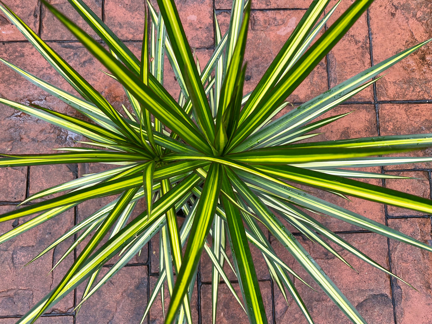 Dracaena Kiwi, 10”/3G pot