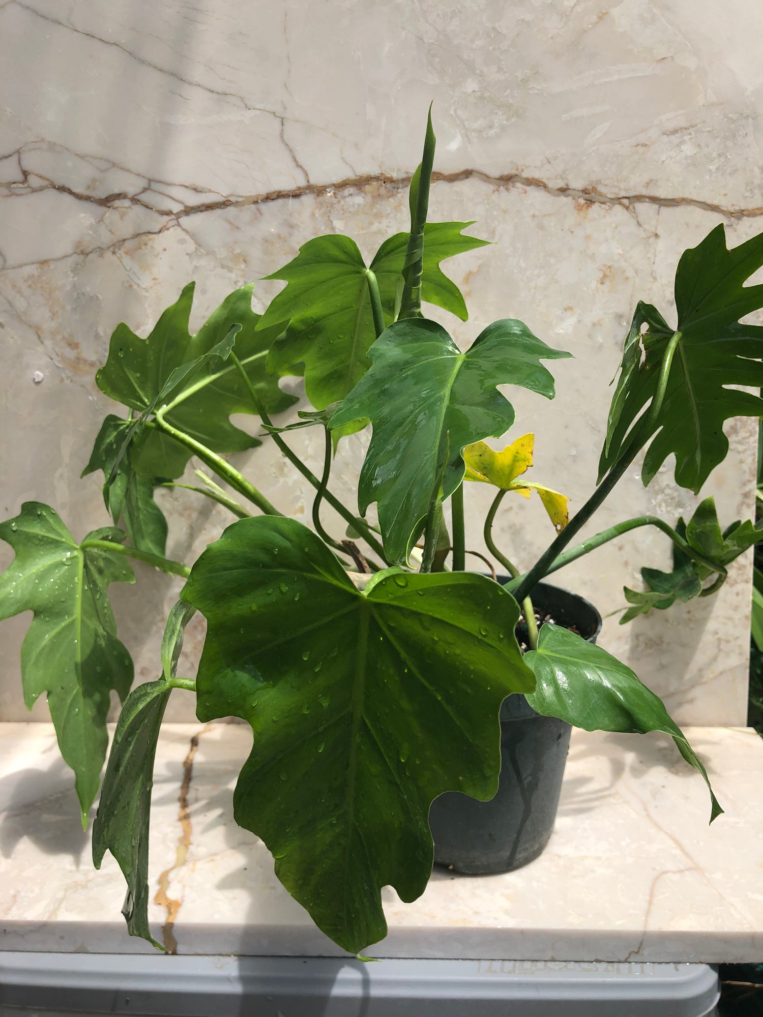 philodendron radiatum for sale Philodendron Radiatum – Green Millennium