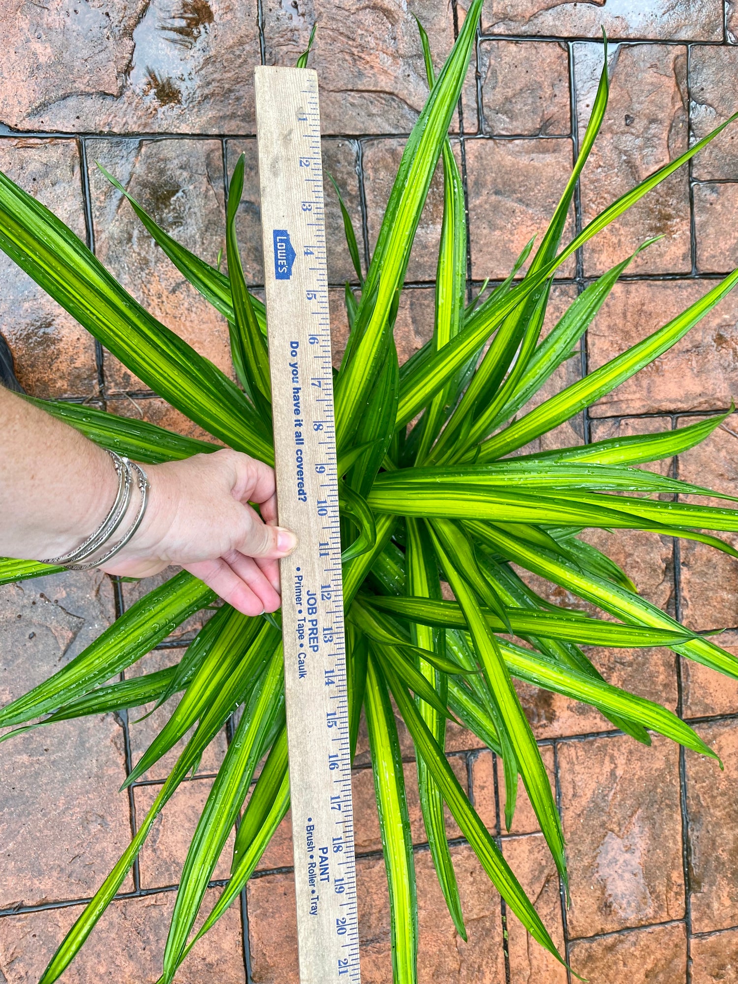 dracaena rikki tips Dracaena Rikki, 10”/3G pot – Green Millennium