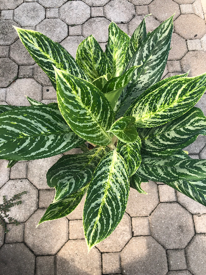 aglaonema gold Aglaonema Golden Madonna, 6" pot – Green Millennium