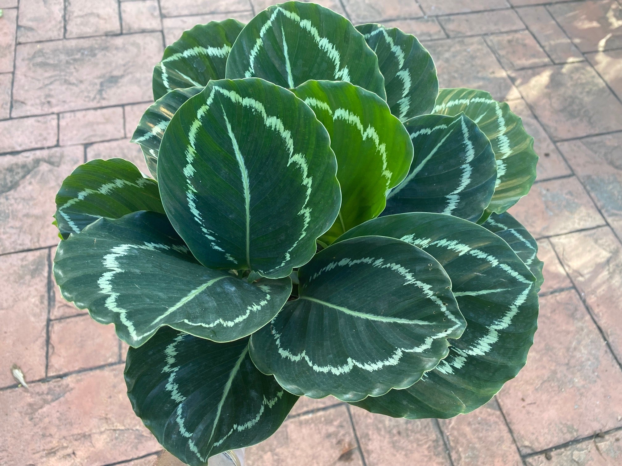 Calathea Green Lipstick, 6" pot