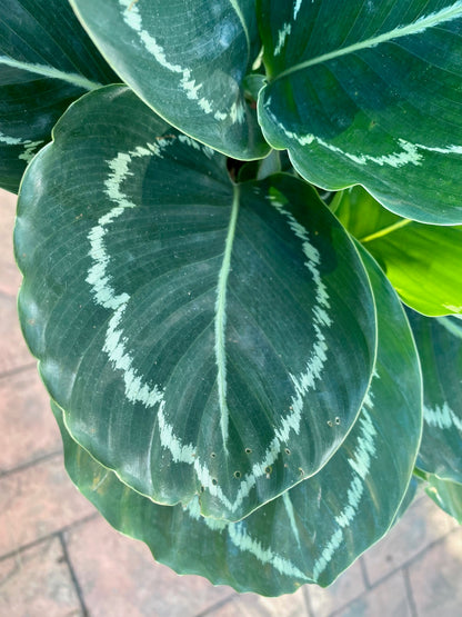 Calathea Green Lipstick, 6" pot