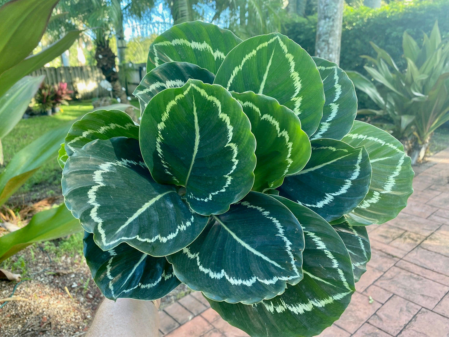 Calathea Green Lipstick, 6" pot