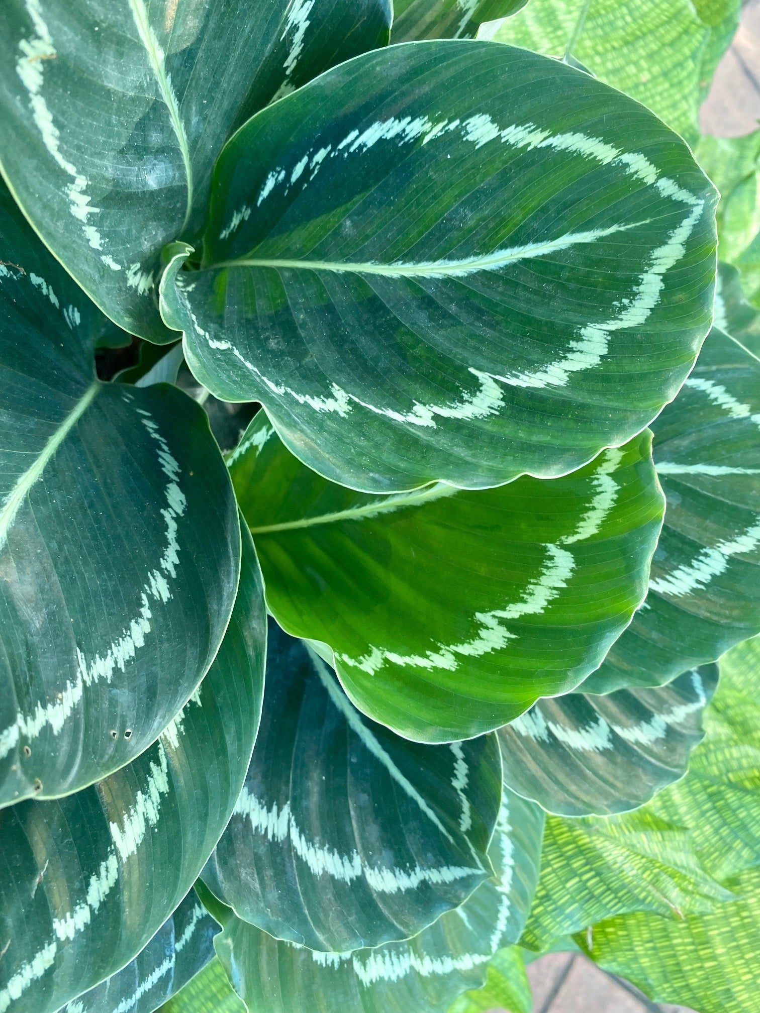 Calathea Green Lipstick, 6" pot