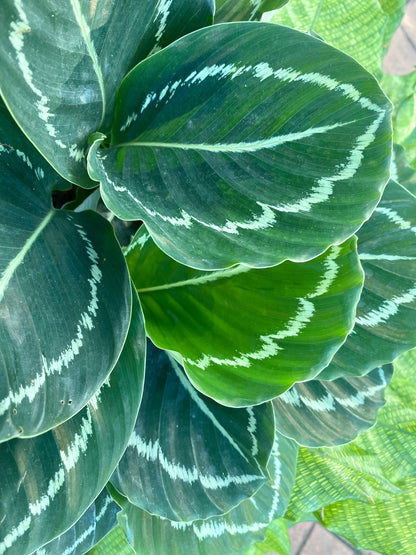 Calathea Green Lipstick, 6" pot