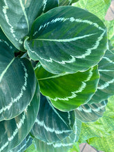 Load image into Gallery viewer, Calathea Green Lipstick, 6&quot; pot