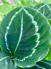 Load image into Gallery viewer, Calathea Green Lipstick, 6&quot; pot