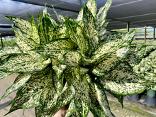 Load image into Gallery viewer, Aglaonema Spring Snow, 8&quot; pot