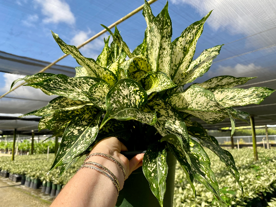 Aglaonema Spring Snow, 8&quot; pot