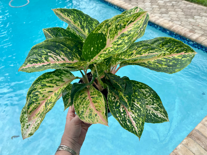 Aglaonema Two-Tone, 6&quot; pot