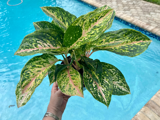 Aglaonema – Green Millennium