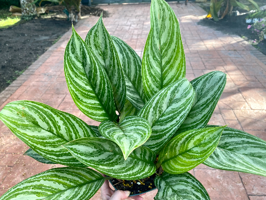 Aglaonema Stripes, 8&quot; pot