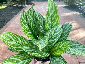 Aglaonema Stripes, 8" pot