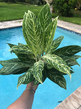 Load image into Gallery viewer, Aglaonema Golden Madonna, 6&quot; pot