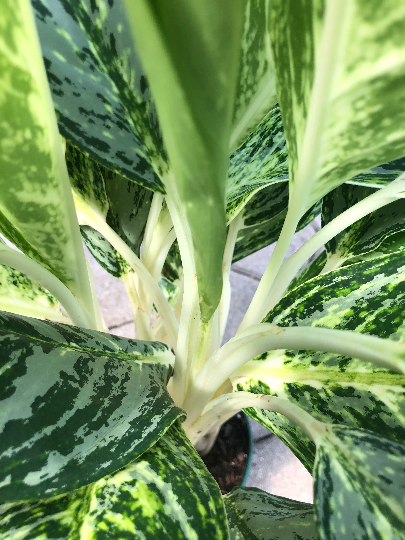 aglaonema madonna Aglaonema Golden Madonna, 6" pot – Green Millennium
