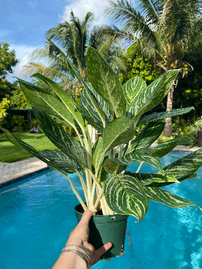 aglaonema golden madonna hardness Aglaonema Golden Madonna, 6" pot – Green Millennium