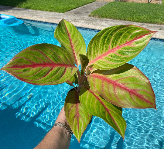 Aglaonema Golden Papaya, 5&quot; pot