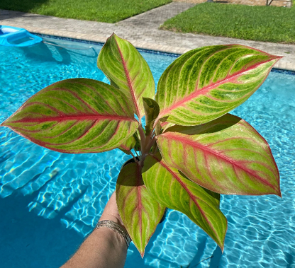 Aglaonema Golden Papaya, 5&quot; pot