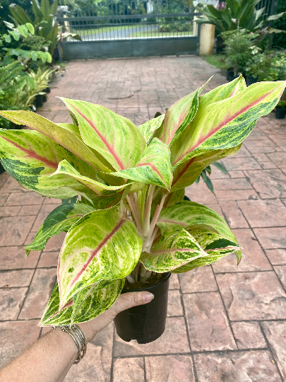 Aglaonema Golden Papaya, 5&quot; pot