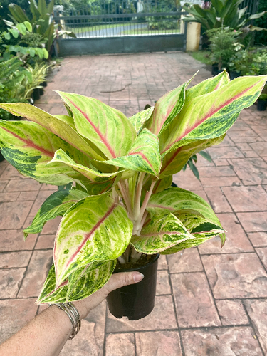 Aglaonema Golden Papaya, 5