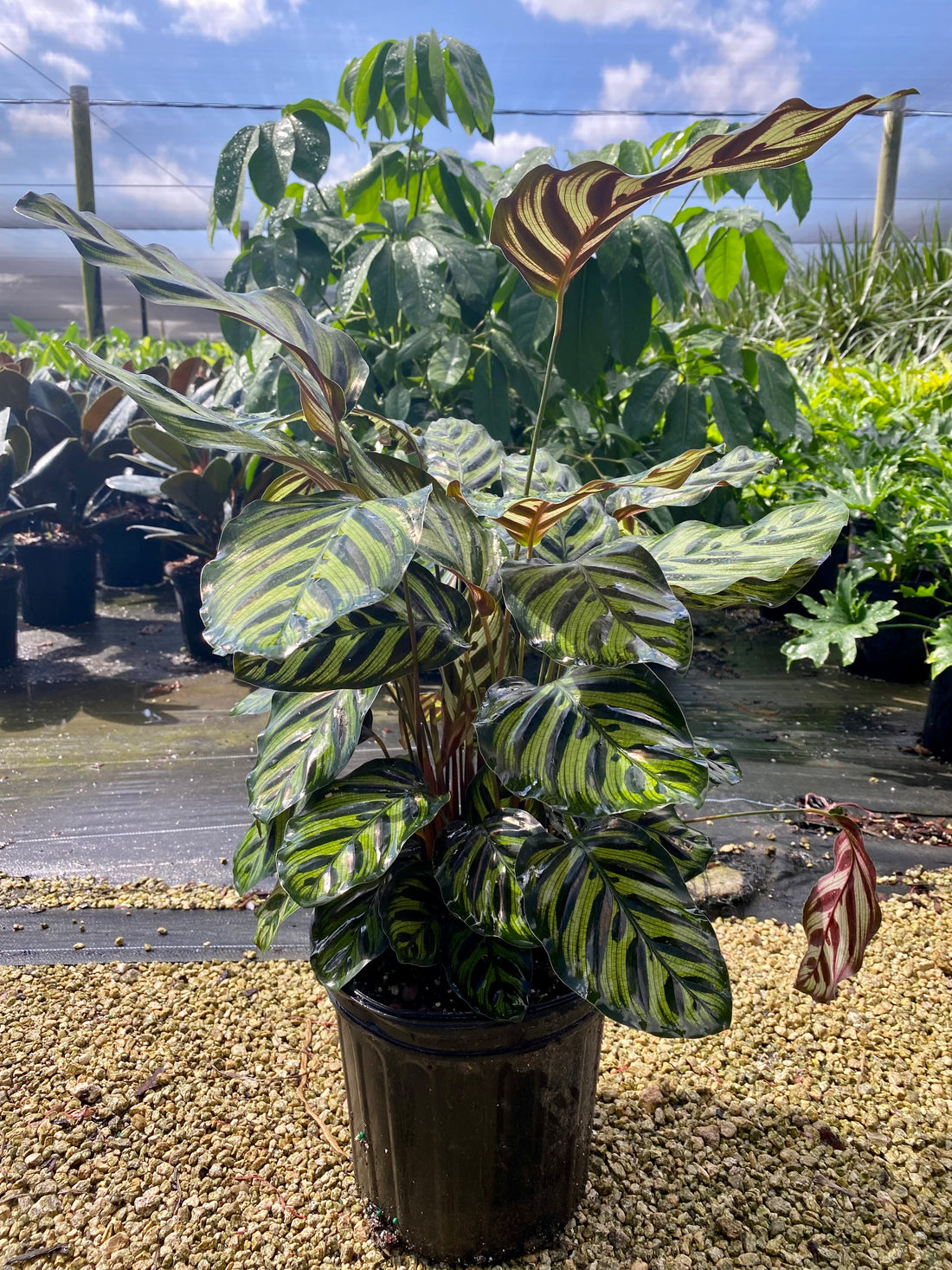 Calathea Makyoana, 8” pot