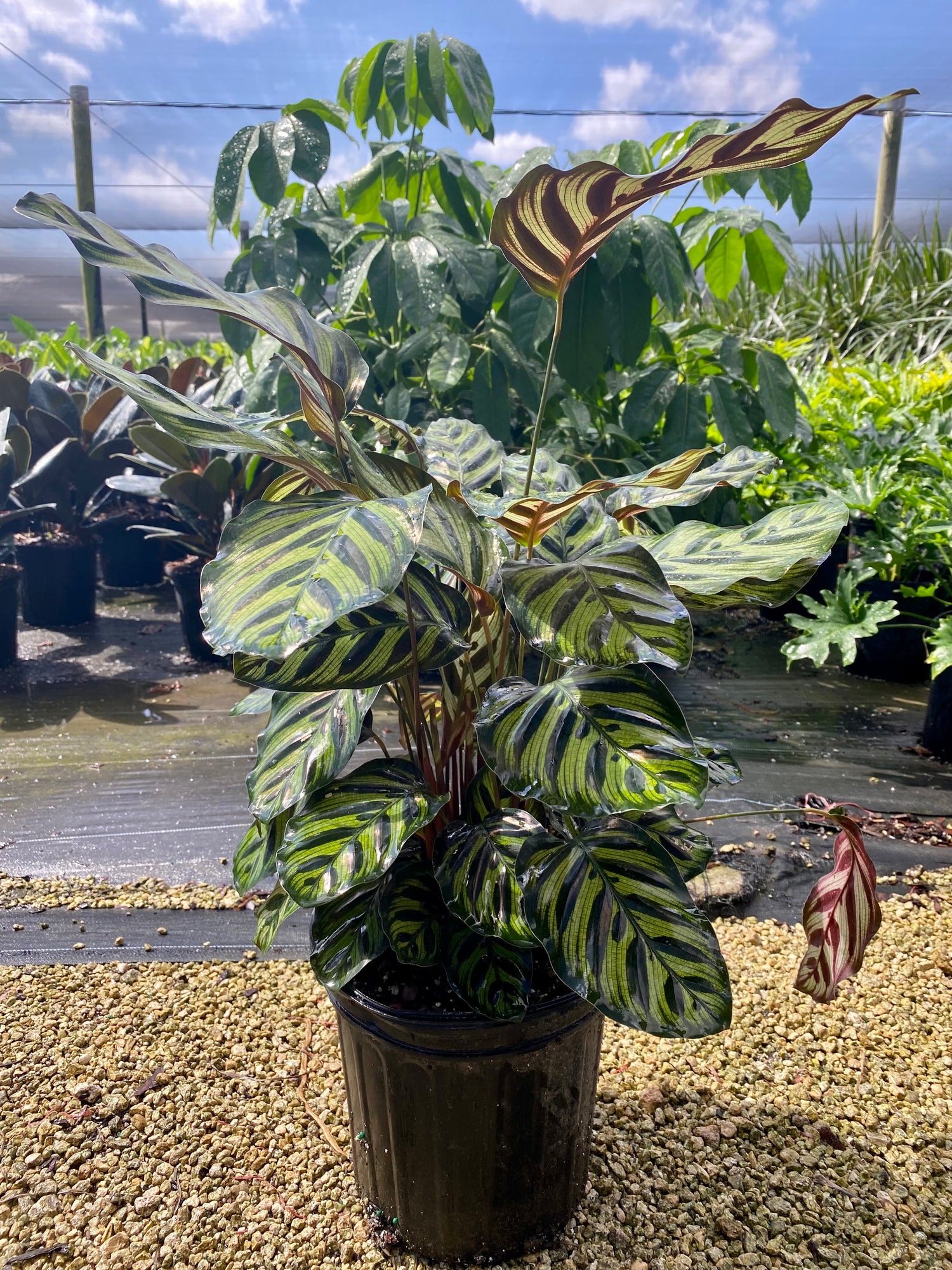 Calathea Makyoana, 8” pot