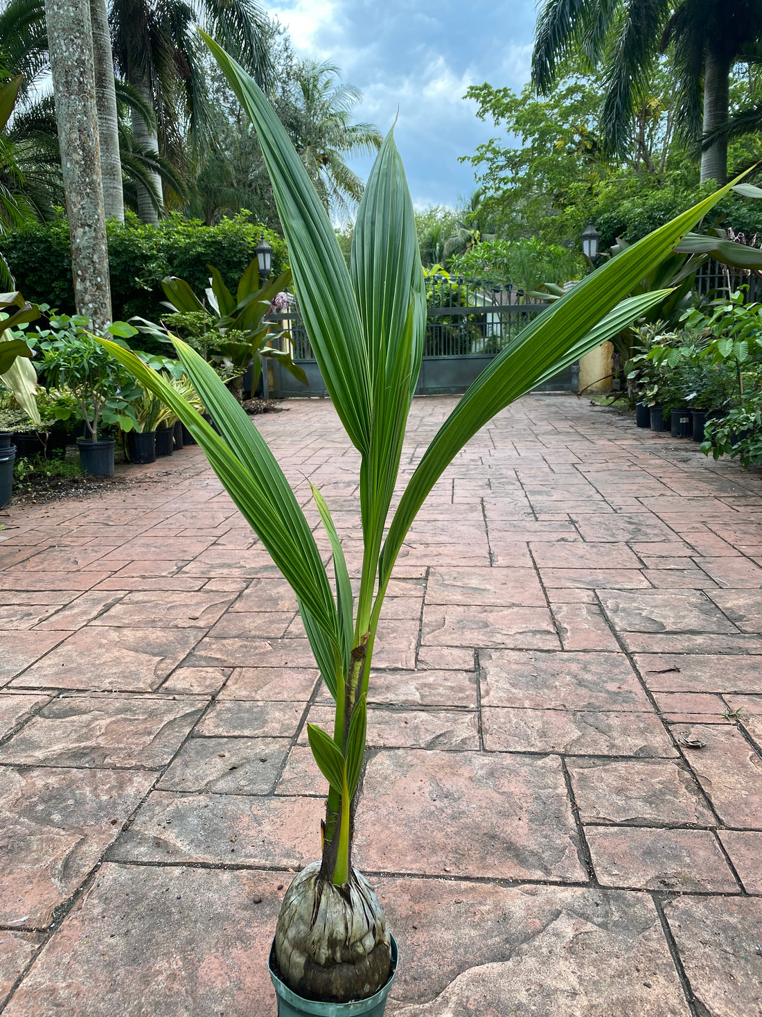Malayan Coconut palm, 6" pot