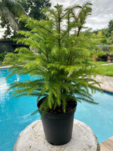 Load image into Gallery viewer, Norfolk Island Pine, 6” pot