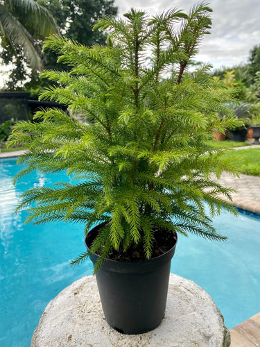 Norfolk Island Pine, 6” pot