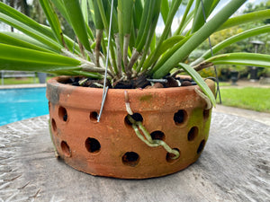 Brassavola nodosa in Thai orchid pot w/ hanger
