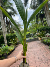 Load image into Gallery viewer, Malayan Coconut palm, 6&quot; pot